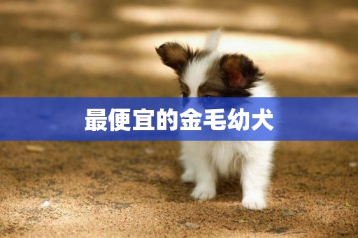 最便宜的金毛幼犬