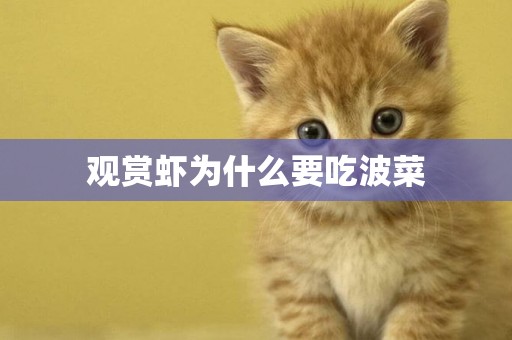 觀賞蝦為什么要吃波菜