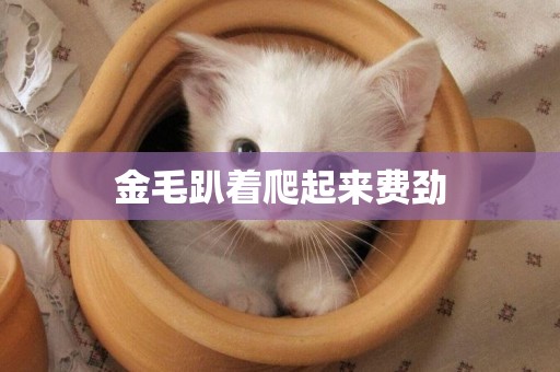 金毛趴著爬起來費勁