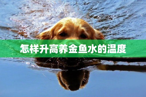 怎樣升高養金魚水的溫度