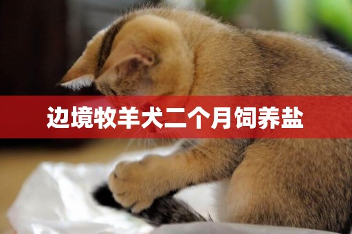 邊境牧羊犬二個月飼養鹽