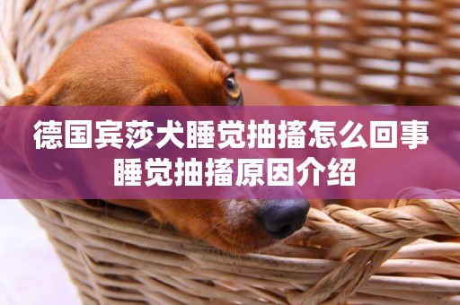 德國賓莎犬睡覺抽搐怎么回事 睡覺抽搐原因介紹