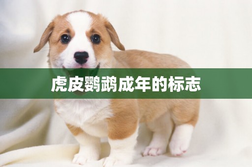 虎皮鸚鵡成年的標志