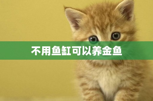 不用魚缸可以養金魚