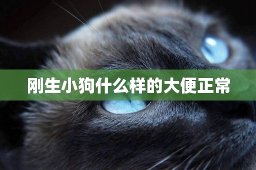 剛生小狗什么樣的大便正常