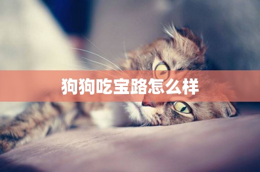 狗狗吃寶路怎么樣