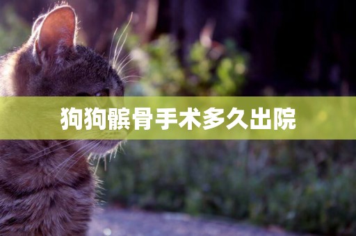 狗狗髕骨手術多久出院