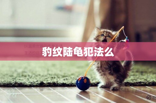 豹紋陸龜犯法么