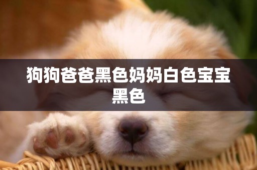狗狗爸爸黑色媽媽白色寶寶黑色