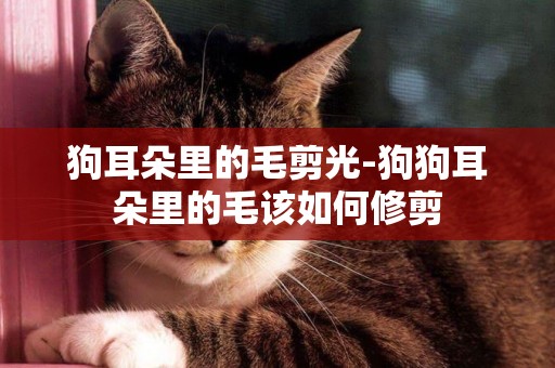 狗耳朵里的毛剪光-狗狗耳朵里的毛該如何修剪