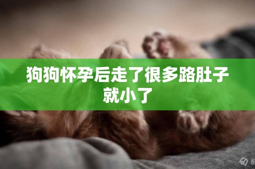 狗狗懷孕后走了很多路肚子就小了