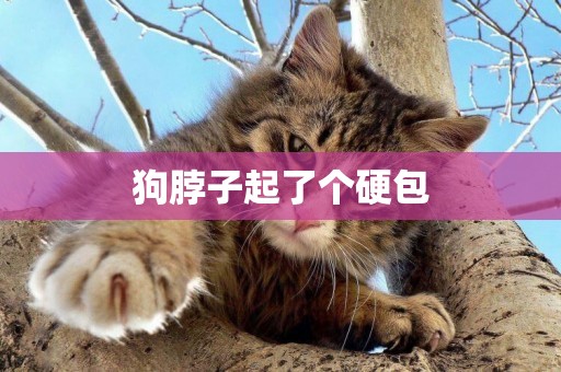 狗脖子起了個硬包