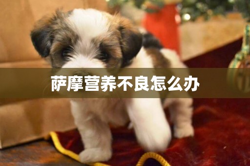 薩摩營養不良怎么辦