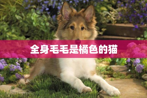 全身毛毛是橘色的貓