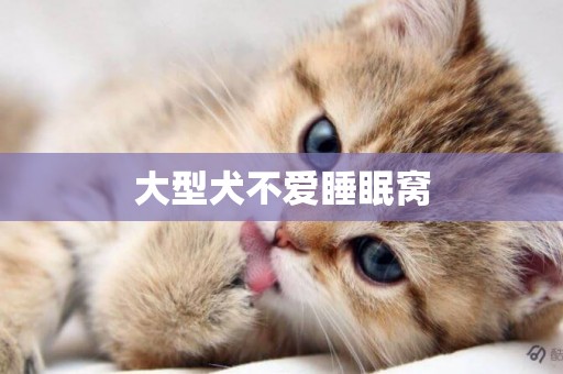 大型犬不愛睡眠窩