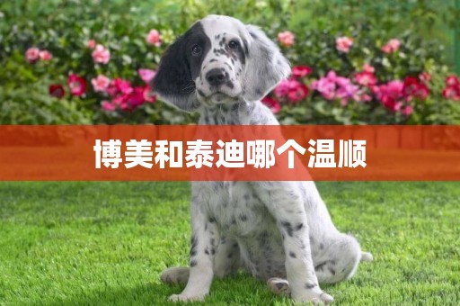 博美和泰迪哪個溫順