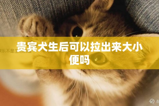 貴賓犬生后可以拉出來大小便嗎