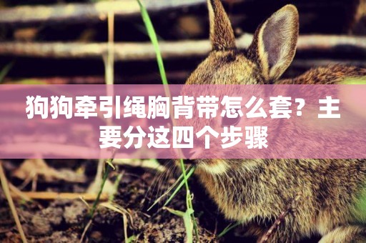 狗狗牽引繩胸背帶怎么套？主要分這四個步驟