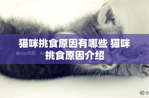 貓咪挑食原因有哪些 貓咪挑食原因介紹