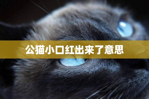 公貓小口紅出來了意思