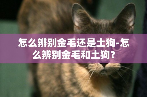 怎么辨別金毛還是土狗-怎么辨別金毛和土狗？