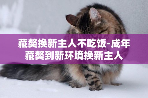 藏獒換新主人不吃飯-成年藏獒到新環境換新主人