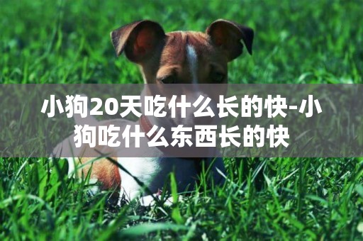 小狗20天吃什么長的快-小狗吃什么東西長的快