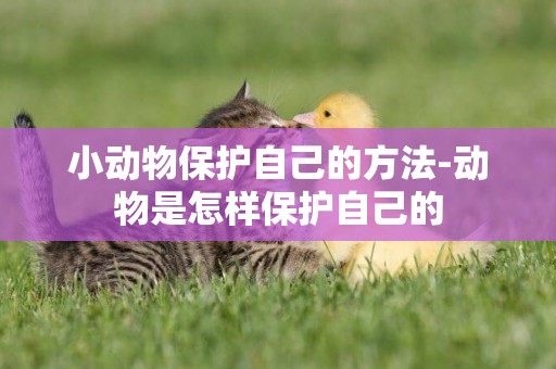 小動物保護自己的方法-動物是怎樣保護自己的