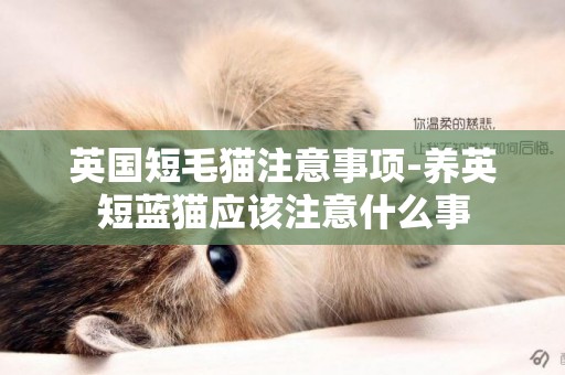 英國短毛貓注意事項-養英短藍貓應該注意什么事