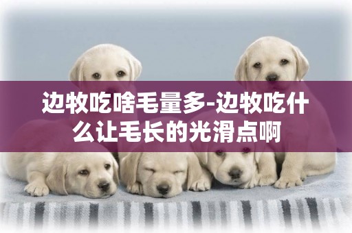 邊牧吃啥毛量多-邊牧吃什么讓毛長的光滑點啊