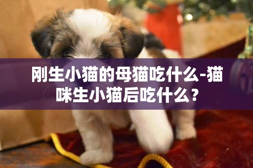 剛生小貓的母貓吃什么-貓咪生小貓后吃什么？