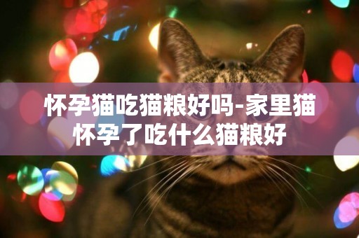 懷孕貓吃貓糧好嗎-家里貓懷孕了吃什么貓糧好