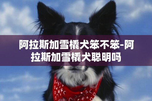 阿拉斯加雪橇犬笨不笨-阿拉斯加雪橇犬聰明嗎