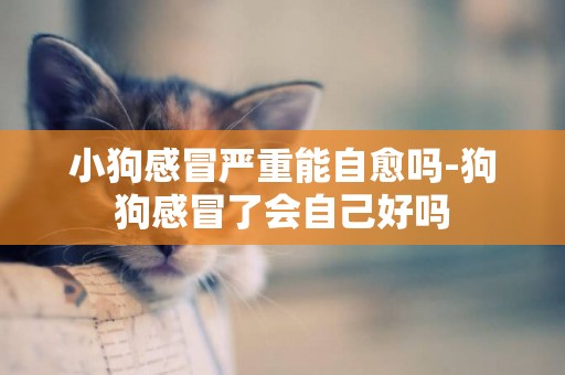 小狗感冒嚴重能自愈嗎-狗狗感冒了會自己好嗎