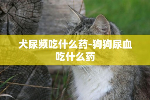 犬尿頻吃什么藥-狗狗尿血吃什么藥