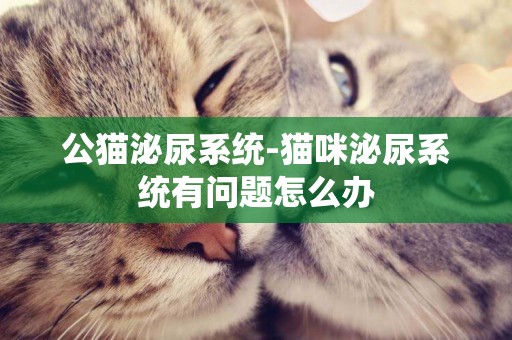 公貓泌尿系統-貓咪泌尿系統有問題怎么辦
