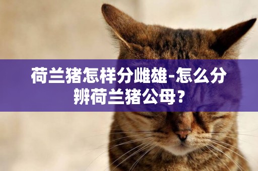 荷蘭豬怎樣分雌雄-怎么分辨荷蘭豬公母？
