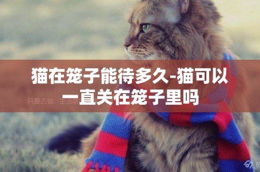 貓在籠子能待多久-貓可以一直關在籠子里嗎