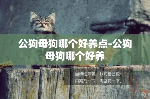 公狗母狗哪個好養點-公狗母狗哪個好養