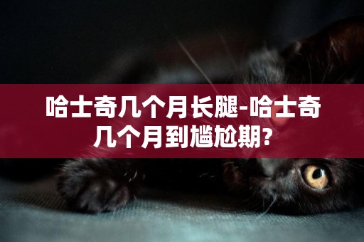 哈士奇幾個月長腿-哈士奇幾個月到尷尬期?