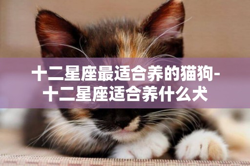 十二星座最適合養的貓狗-十二星座適合養什么犬