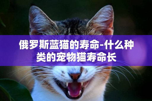 俄羅斯藍貓的壽命-什么種類的寵物貓壽命長
