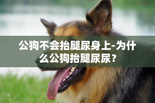 公狗不會抬腿尿身上-為什么公狗抬腿尿尿？