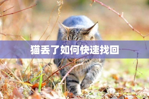 貓丟了如何快速找回