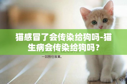 貓感冒了會傳染給狗嗎-貓生病會傳染給狗嗎？