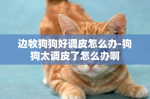 邊牧狗狗好調皮怎么辦-狗狗太調皮了怎么辦啊