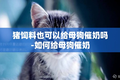 豬飼料也可以給母狗催奶嗎-如何給母狗催奶
