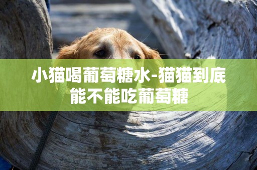 小貓喝葡萄糖水-貓貓到底能不能吃葡萄糖