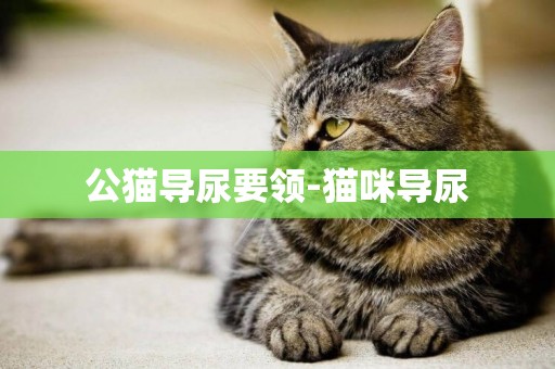 公貓導尿要領-貓咪導尿