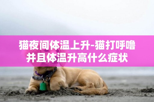 貓夜間體溫上升-貓打呼嚕并且體溫升高什么癥狀